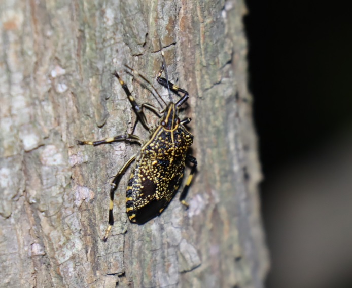 ヤナギ林のその他のヤナギ_目線より下の幹_キマダラカメムシ_2021年10月11日19時40分頃 気温26度
